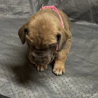 Pink collar , a female Great Dane for sale in Webb City, MO – 4 of 8
