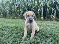 Fawn , a male Great Dane for sale in Webb City, MO – 7 of 10