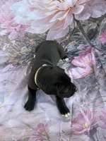 Gray collar 3 musketeers , a male Great Dane for sale in Webb City, MO – 6 of 10