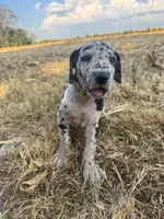 Yellow, a female Great Dane for sale in Webb City, MO – 2 of 10