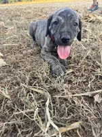 Red collar, a male Great Dane for sale in Webb City, MO – 4 of 10