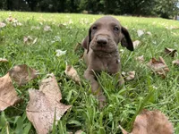 Lime green , a female Great Dane for sale in Webb City, MO – 3 of 10