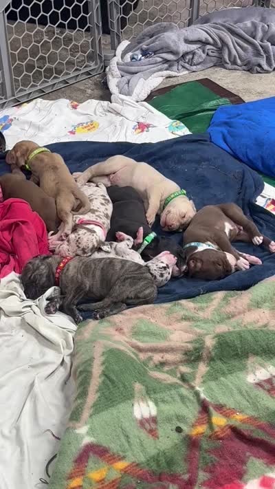 Fawn , a male Great Dane for sale in Webb City, MO – 10 of 10