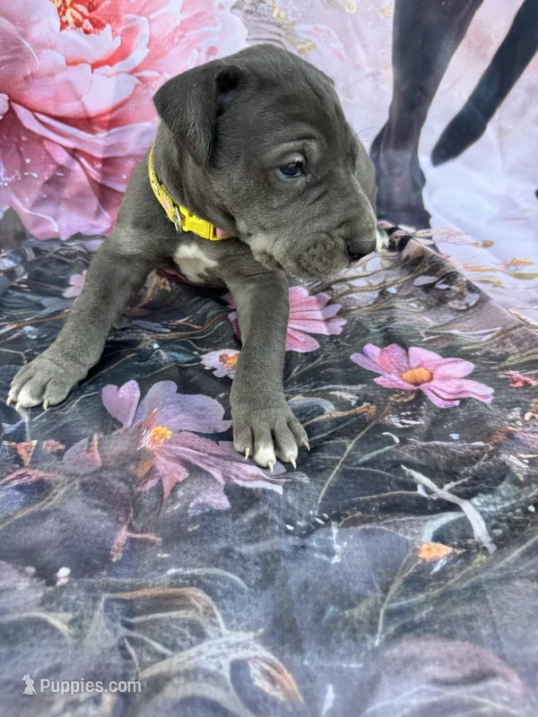 Yellow  – Great Dane puppy for sale in Webb City, MO