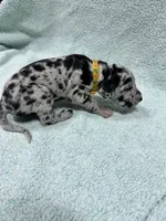 Yellow, a female Great Dane for sale in Webb City, MO – 6 of 10