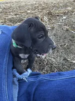 Green, a female Great Dane for sale in Webb City, MO – 8 of 10