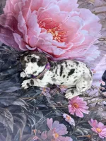 Purple collar / beautiful , a female Great Dane for sale in Webb City, MO – 5 of 7