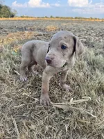 Lime green, a male Great Dane for sale in Webb City, MO – 2 of 10