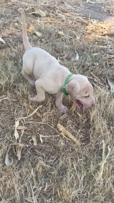 Green collar , a male Great Dane for sale in Webb City, MO – 9 of 9