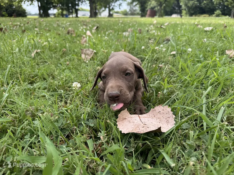 Purple collar  – Great Dane puppy for sale in Webb City, MO