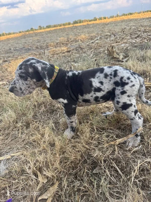 Yellow – Great Dane puppy for sale in Webb City, MO