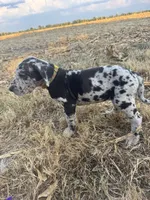 Yellow, a female Great Dane for sale in Webb City, MO – 1 of 10