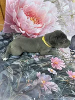 Yellow , a female Great Dane for sale in Webb City, MO – 3 of 9