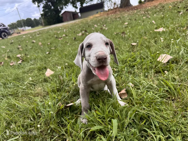 Royal blue – Great Dane puppy for sale in Webb City, MO