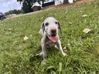 Royal blue, a male Great Dane for sale in Webb City, MO – 1 of 10