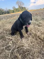 Green, a female Great Dane for sale in Webb City, MO – 7 of 10
