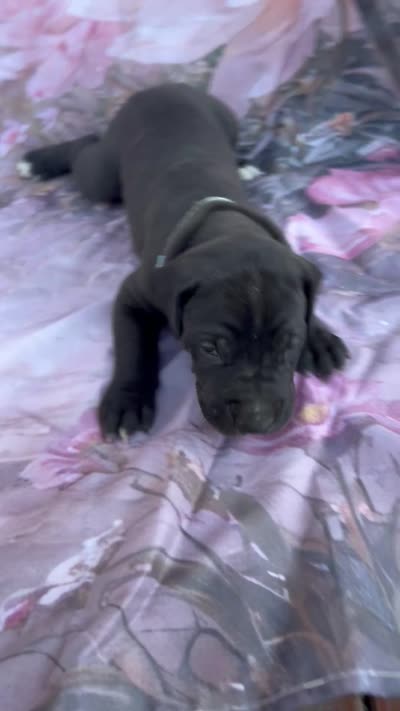 Turquoise- Oreo , a male Great Dane for sale in Webb City, MO – 6 of 9