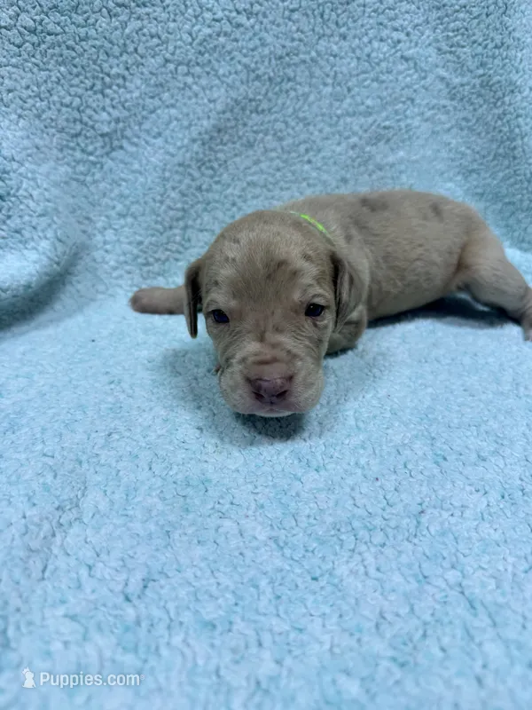 Lime green – Great Dane puppy for sale in Webb City, MO