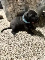 Turquoise- Oreo , a male Great Dane for sale in Webb City, MO – 3 of 9