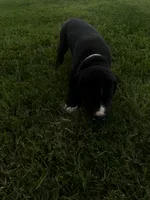 Gray collar, a male Great Dane for sale in Webb City, MO – 4 of 10