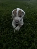 Green collar, a female Great Dane for sale in Webb City, MO – 3 of 8