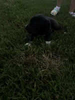 Yellow, a female Great Dane for sale in Webb City, MO – 5 of 10