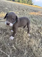 Turquoise, a male Great Dane for sale in Webb City, MO – 5 of 10