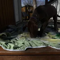 Purple collar , a female Great Dane for sale in Webb City, MO – Photo 6 of 9