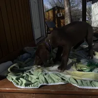 Purple collar , a female Great Dane for sale in Webb City, MO – Photo 5 of 9