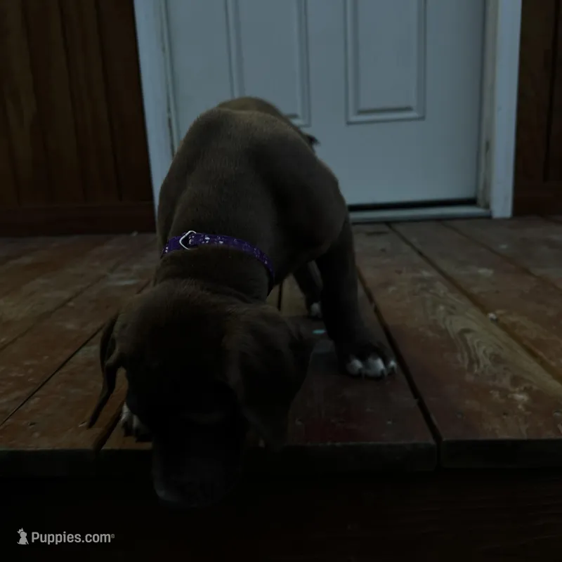 Purple collar  – Great Dane puppy for sale in Webb City, MO