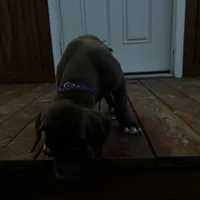 Purple collar , a female Great Dane for sale in Webb City, MO – Photo 1 of 9