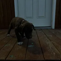 Purple collar , a female Great Dane for sale in Webb City, MO – Photo 3 of 9