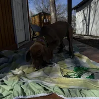 Purple collar , a female Great Dane for sale in Webb City, MO – Photo 4 of 9