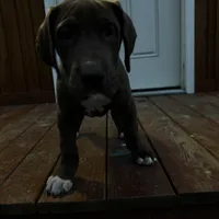 Purple collar , a female Great Dane for sale in Webb City, MO – Photo 2 of 9