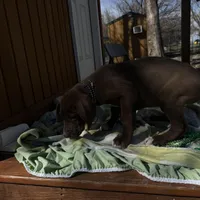 Purple collar , a female Great Dane for sale in Webb City, MO – Photo 9 of 9