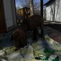 Purple collar , a female Great Dane for sale in Webb City, MO – Photo 7 of 9