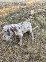 Pinky, a female Great Dane for sale in Webb City, MO – 9 of 10