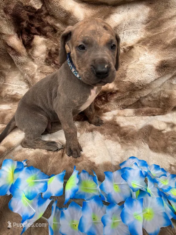 Royal blue  – Great Dane puppy for sale in Webb City, MO