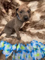 Royal blue , a male Great Dane for sale in Webb City, MO – 1 of 1