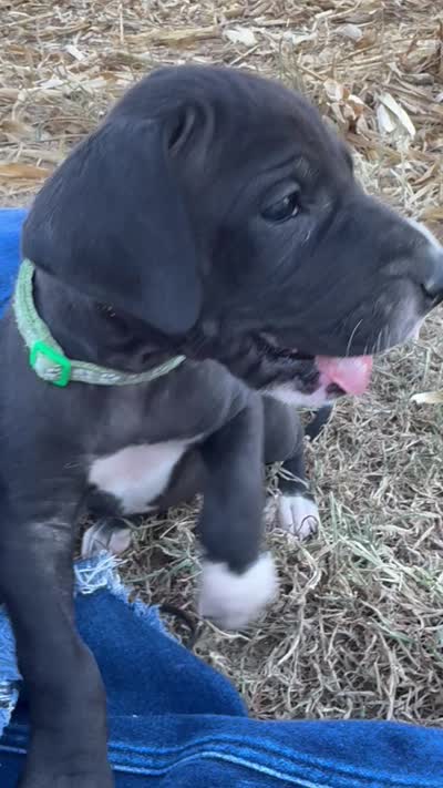 Green, a female Great Dane for sale in Webb City, MO – 10 of 10