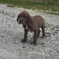 Purple, a female Great Dane for sale in Webb City, MO – 3 of 9