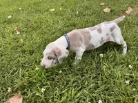 Royal blue, a male Great Dane for sale in Webb City, MO – 3 of 10
