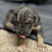 Yellow collat, a male Great Dane for sale in Webb City, MO – 4 of 10