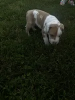 Pink collar , a female Great Dane for sale in Webb City, MO – 5 of 9