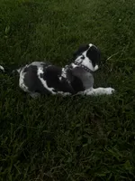 Purple collar, a female Great Dane for sale in Webb City, MO – 9 of 10
