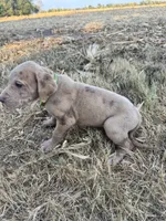 Lime green, a male Great Dane for sale in Webb City, MO – 7 of 10