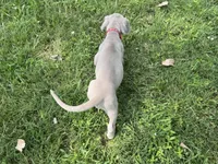 Red collar, a male Great Dane for sale in Webb City, MO – 6 of 8
