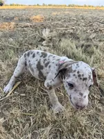 Pinky, a female Great Dane for sale in Webb City, MO – 3 of 10
