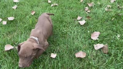 Lime green , a female Great Dane for sale in Webb City, MO – 5 of 10