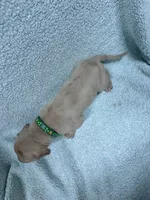Green collar , a male Great Dane for sale in Webb City, MO – 1 of 9